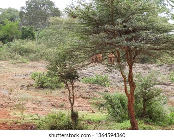 Baby Elephants Play Stock Photo 1364594360 | Shutterstock