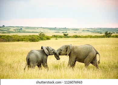 Baby Elephants Playing In The Wild.