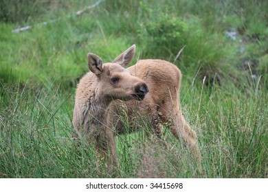 baby elk