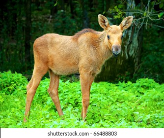 Baby Elk