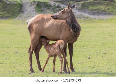 Baby Elk Feeding From Mother