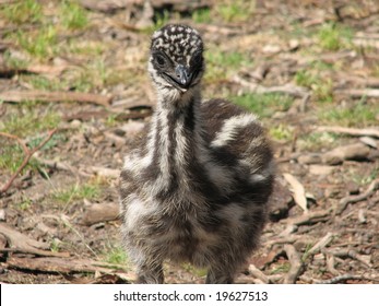 Baby Emu