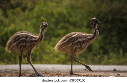 Baby Emu 