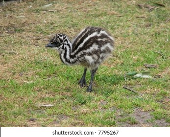 Baby Emu