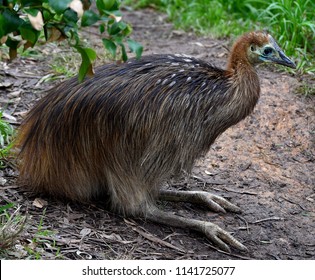 Baby Emu Bird 