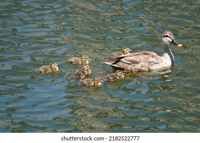 Baby Of Eurasian Spot Billed Duck