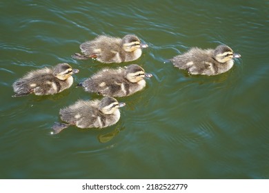 Baby Of Eurasian Spot Billed Duck