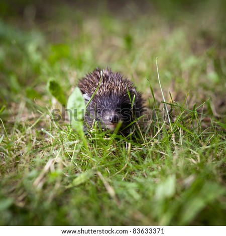 Similar – Kleiner Igel im Garten, mit Blick auf die Kamera