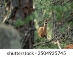 Baby european roe deer (Capreolus capreolus) looking into camera from the thick forest in the Alps Mountains, Italy. 