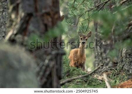 Similar – Image, Stock Photo Reh beim Absprung , Roe deer, Capreolus capreolus, running in the field at sunset