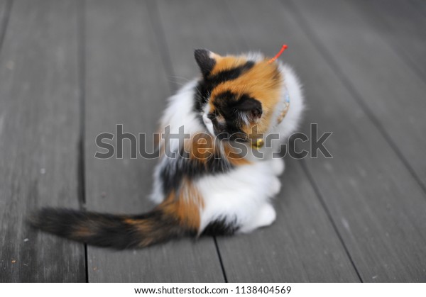 Baby Exotic Shorthair Calico Animals Wildlife Stock Image