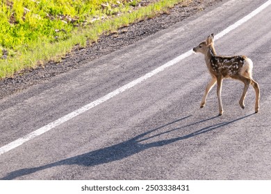 Baby fawn deer on road with tall shadow