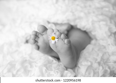 Baby Feets Colorkey