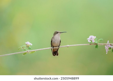 A baby female Ruby-topaz Hummingbird, perched on a branch with delicate flowers. Green and blurred background. Beautiful hummingbird. Looking to the right. - Powered by Shutterstock