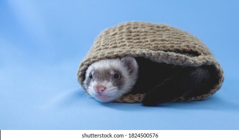 Furet Images Photos Et Images Vectorielles De Stock Shutterstock