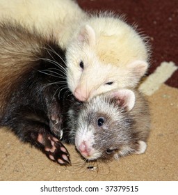 Baby Ferret Siblings On Carpet Stock Photo 37379515 | Shutterstock