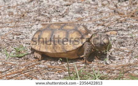 Baby Florida Gopher Tortoise - Gopherus polyphemus - eating plants and grass in native wild Sandhill habitat.  Side view with mouth open