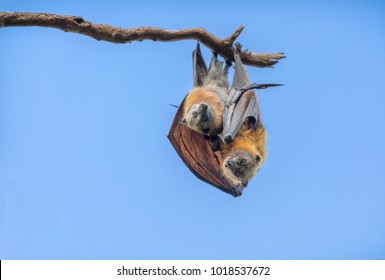 A baby flying fox and its parent cuddling on a branch. The two bats are looking down with a blue sky in the background.