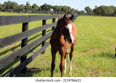 Baby Foal Horses In The Paddock