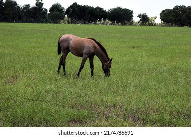 Baby Foal Horses In The Paddock