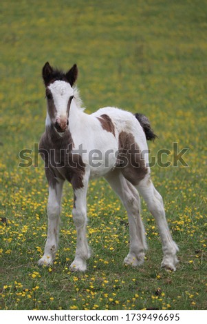 Baby foal standing up by itself 
