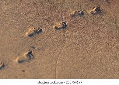 Baby Footprints In The Sand