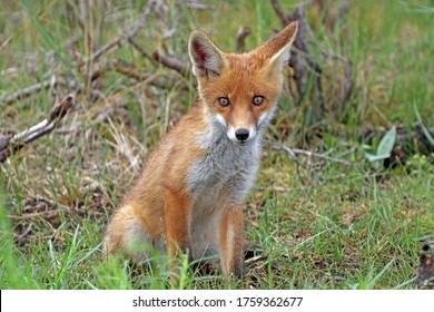 30 Fuchs eye Images, Stock Photos & Vectors | Shutterstock