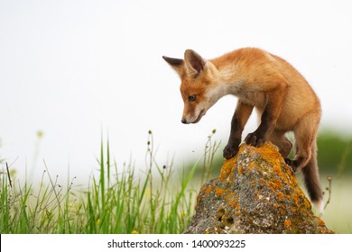 Petit Renard Images Photos Et Images Vectorielles De Stock Shutterstock