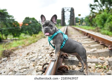 A Baby French Bulldog 6 Month Old At Railway.