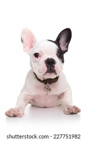 baby french bulldog puppy standing on its front paws and looking at the camera