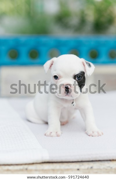 Bulldog Baby White