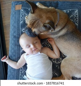 Baby with French bulldog taking a nap