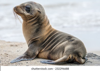 Baby Fur Seal, Galapagos Islands
