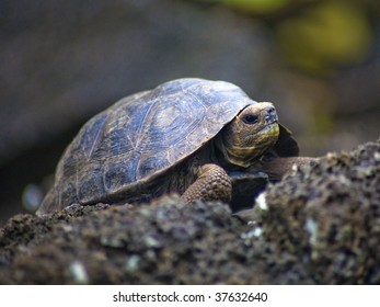 Baby Galapagos Island Tortoise