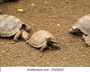 Baby Galapagos Island Tortoises Stock Photo (edit Now) 37632625