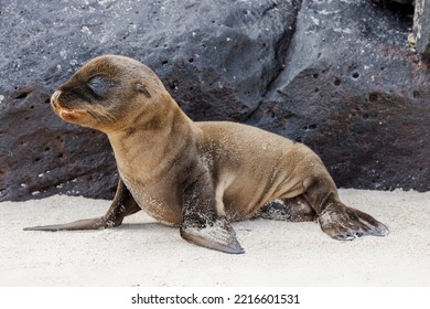 Baby Galapagos Sealion Pup, Espanola Island, Galapagos Islands, Ecuador.