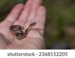 Baby garter snake in hand from Massachusetts 