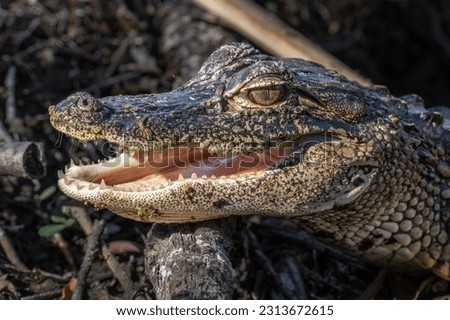 A baby gator flashes its teeth at Boyd Hill Nature Preserve in St. Petersburg, Florida.