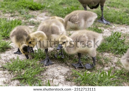 Baby geese flock - geese eating - cute canadian geese - tiny cute baby geese