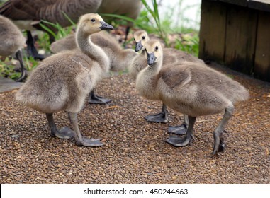 Baby Geese (goslings)