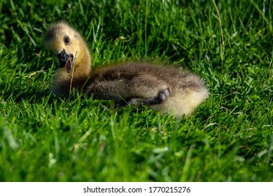 Baby Geese In Pittsburgh North Shore