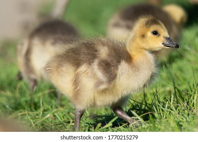 Baby Geese In Pittsburgh North Shore