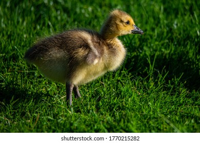 Baby Geese In Pittsburgh North Shore