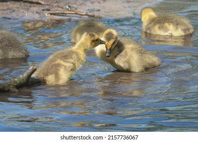 Baby Geese Playing In Water