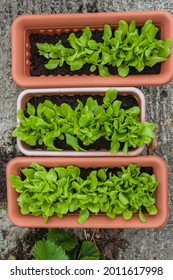 Baby Gem Lettuce Growing In Window Box Planters