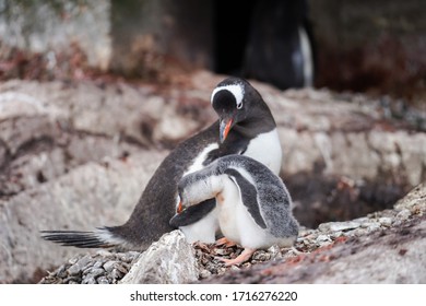 Baby Gentoo Penguin With Its Father