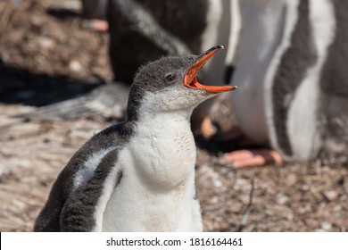 Baby Gentoo Penguin Screaming, Standing Among Other Gentoo Penguins