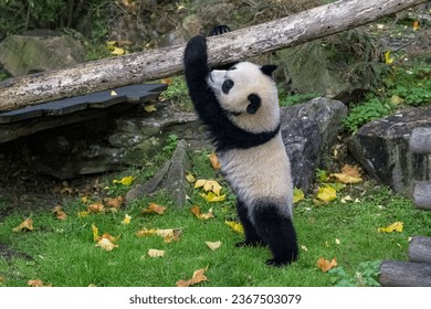A baby giant panda hanging from a branch - Shutterstock ID 2367503079