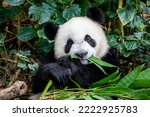 The baby giant panda "Lele" (Ailuropoda melanoleuca) is lying down in River Safari Singapore. 
This is kind of enrichment activity in zoo. 
A bear native to south central China. 