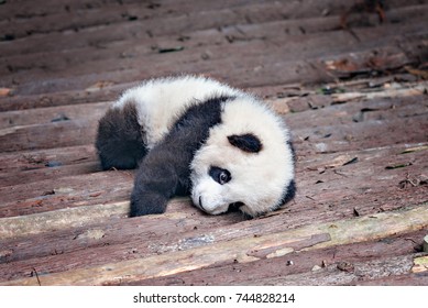 Baby Of Giant Panda Rests In The Park